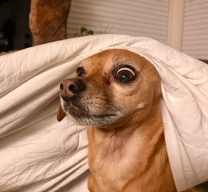 «Моя собака проснулась от запаха пирога».