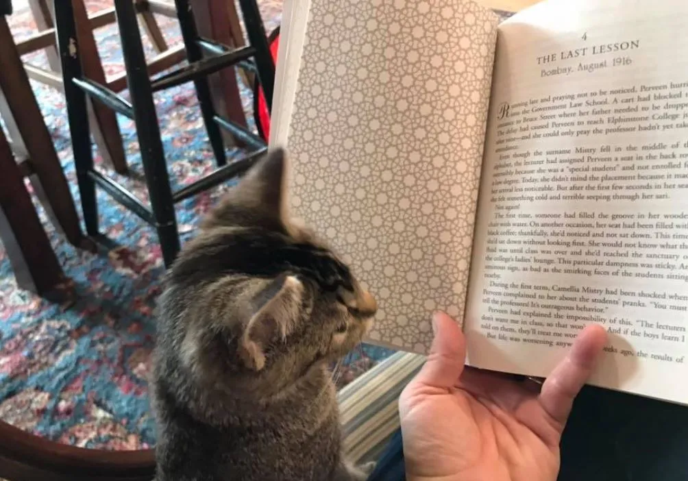 Котята предоставлены спасательной группой South Paw Conservation Nova Scotia в надежде, что клиенты Отиса и Клементины влюбятся в пушистых кошек и заберут кого-то домой.