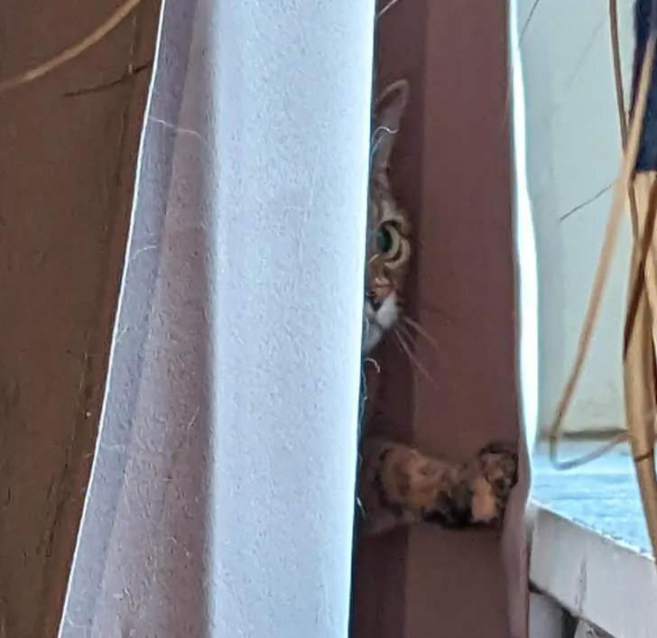 «Моя кошка использует занавеску как укрытие, чтобы наблюдать за птицами, не пугая их».