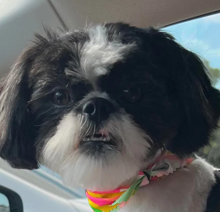 «Морда, которую делает моя собака, когда ее ловят за озорством».