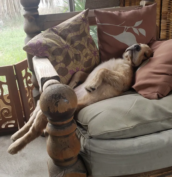 «У моей собаки был тяжёлый день».