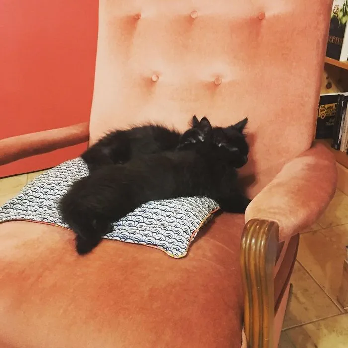 Их котята имеют стопроцентную разбираемость.