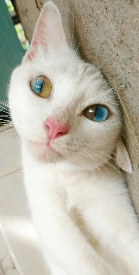 Кот с удивительно красивой гетерохромией. 