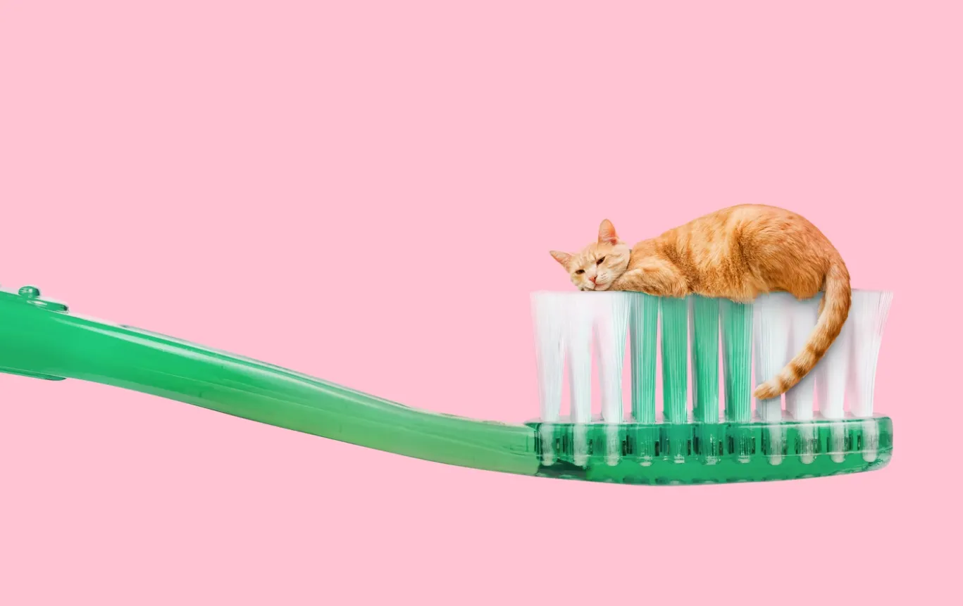 Котик и зубная щётка.