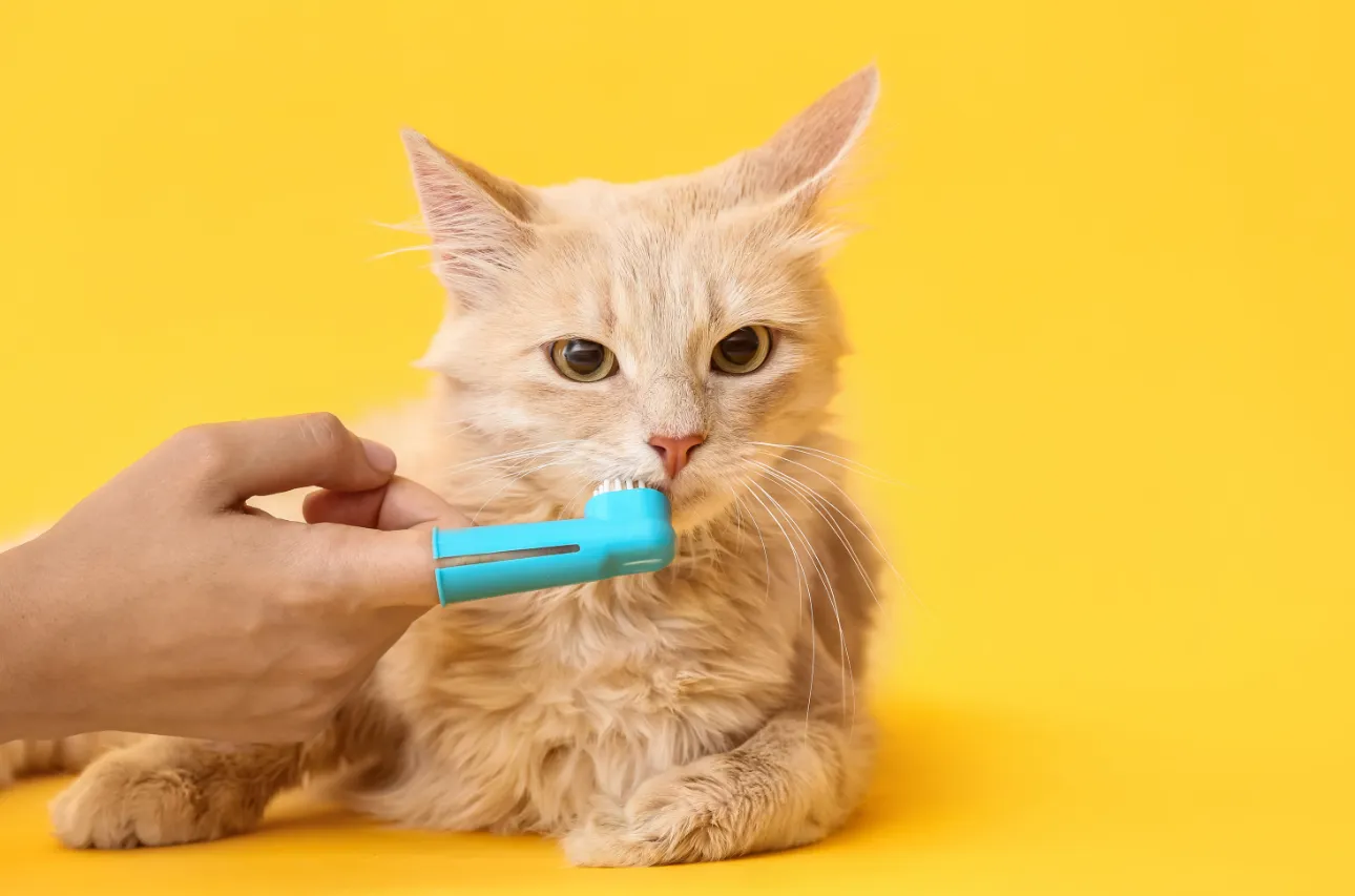 Котику чистят зубки.