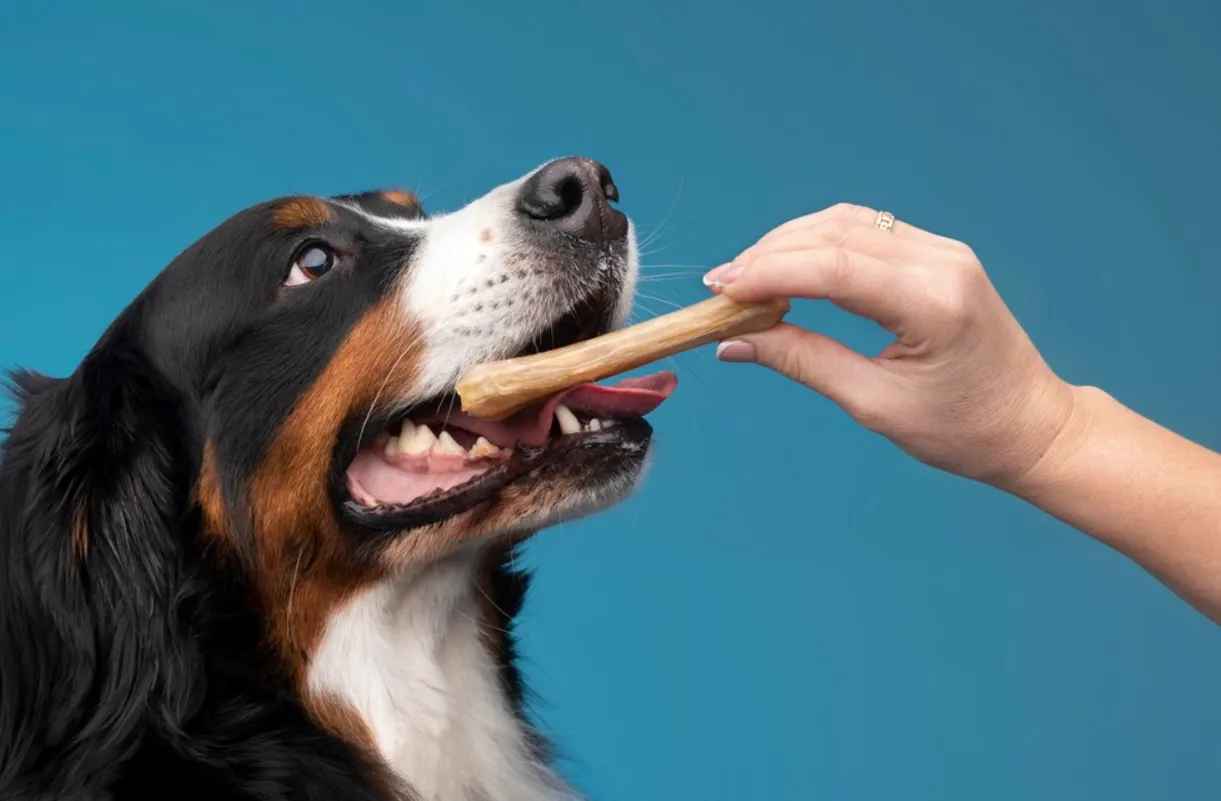 Собака и лакомство.