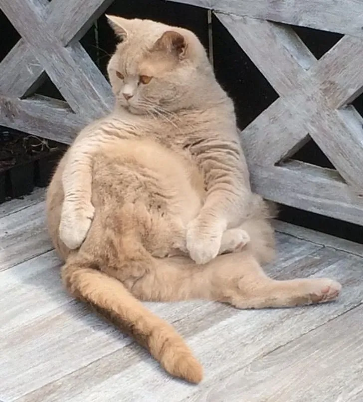 «Кот моей тети любит сидеть вот так. Да, он на диете, нет, она не очень эффективна».