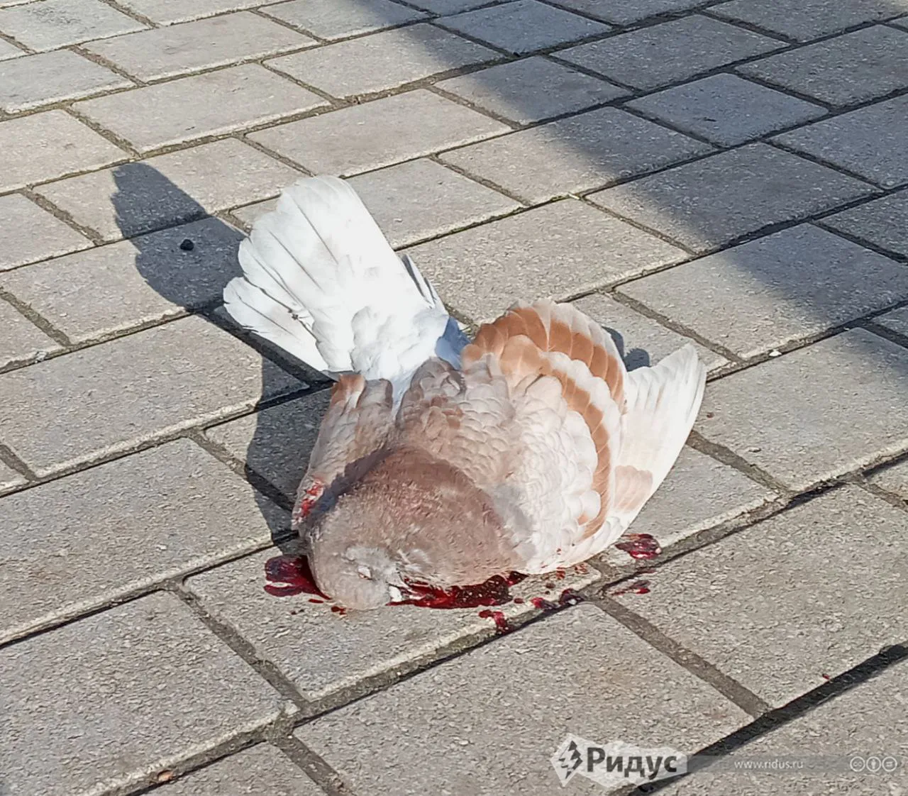 Голубь тоже попал под Град.