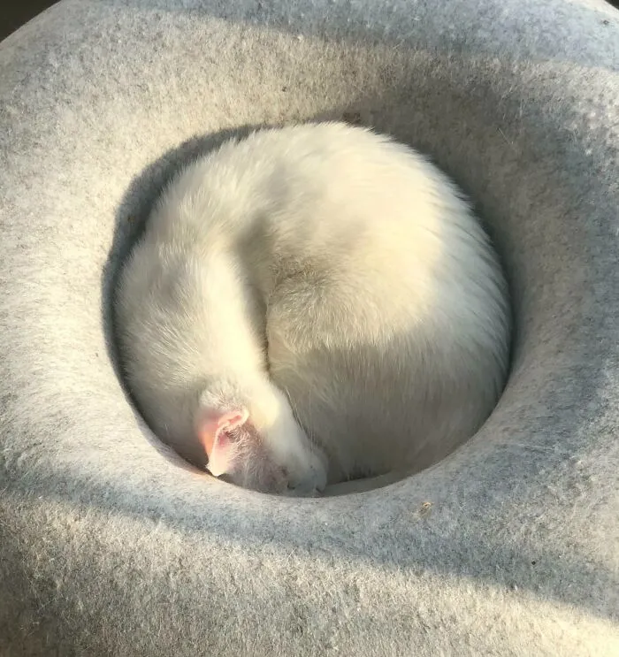 Мечта перфекциониста.