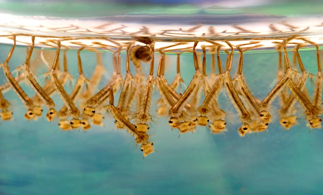 Комариные личинки. 