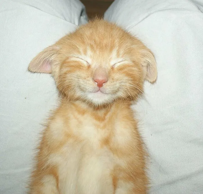 Счастливый сон.