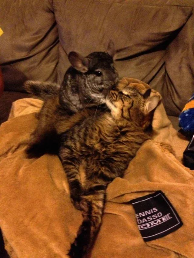 Шиншилла и кот.