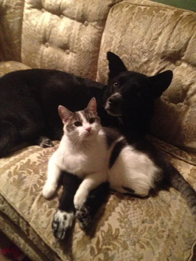 «Моя кошка и собака - лучшие друзья».