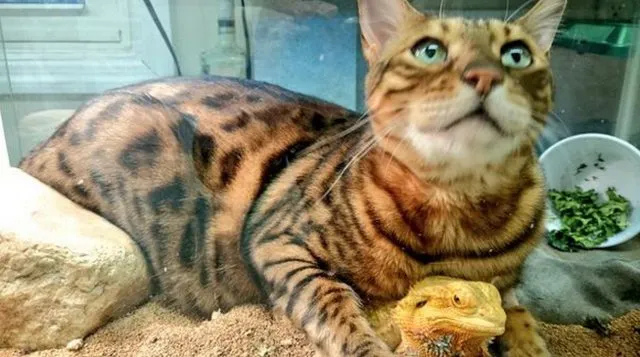 «Мой бенгальский кот ворвался в клетку к этому бородатому дракону. Они теперь лучшие друзья».