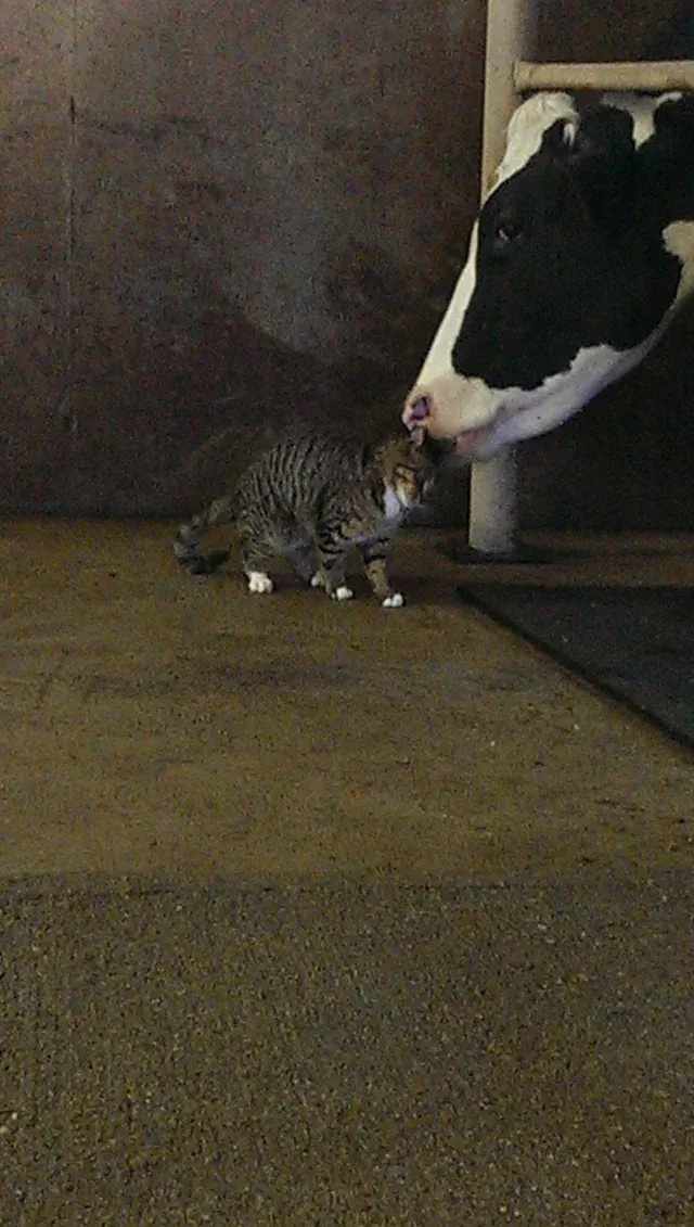 «Наш деревенский кот подружился с коровами».