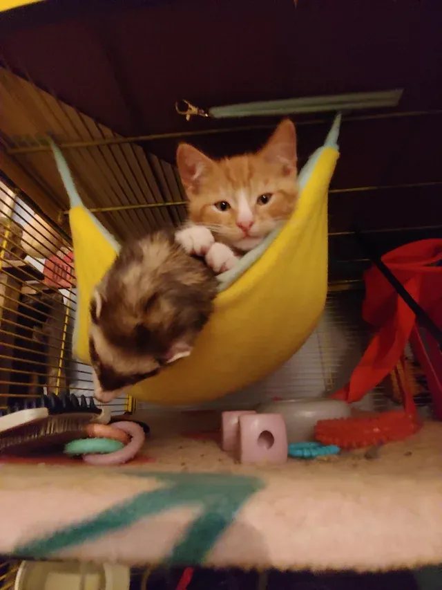 «Сегодня я увидел, как этот котенок забрался в клетку для хорька, чтобы прижаться к своему другу, и это согрел мое сердце».