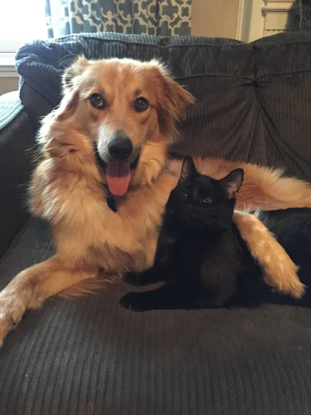 «После нескольких месяцев попыток, я думаю, моя собака, наконец, заставила кошку принять ее дружбу».
