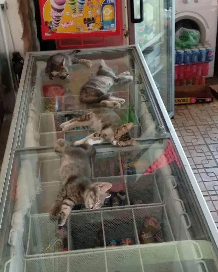 На улице очень жарко, поэтому продавец разрешает котятам заходить в магазин и спать на морозилке.