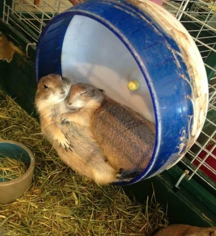 Ощущение, будто они давно женаты.