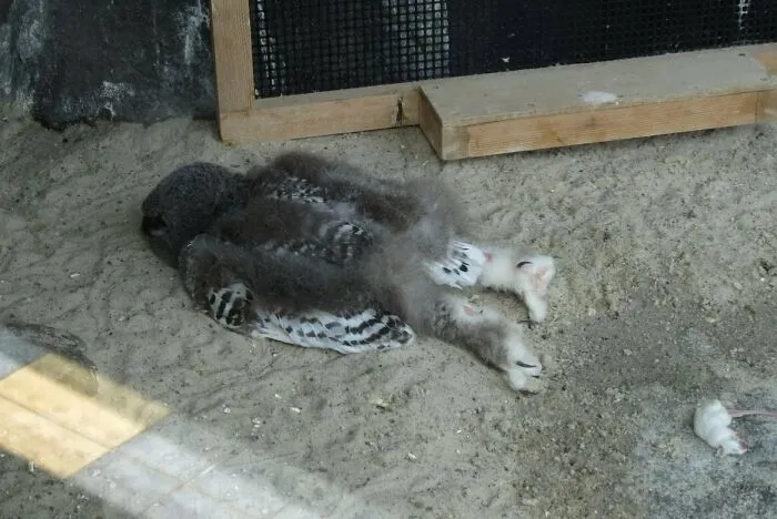 Снежные совы спят так, будто выпили 10 порций двойного виски и только что добрались до своей кровати/