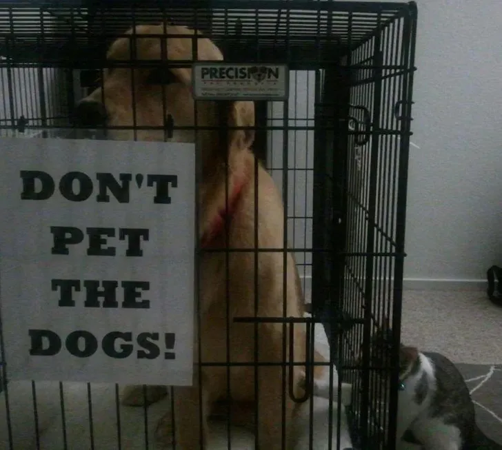 «Мой кот бунтарь».