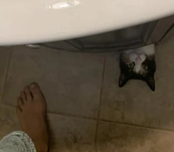 «Сегодня утром моя девушка чистила зубы, когда из-под раковины выскочил монстр».