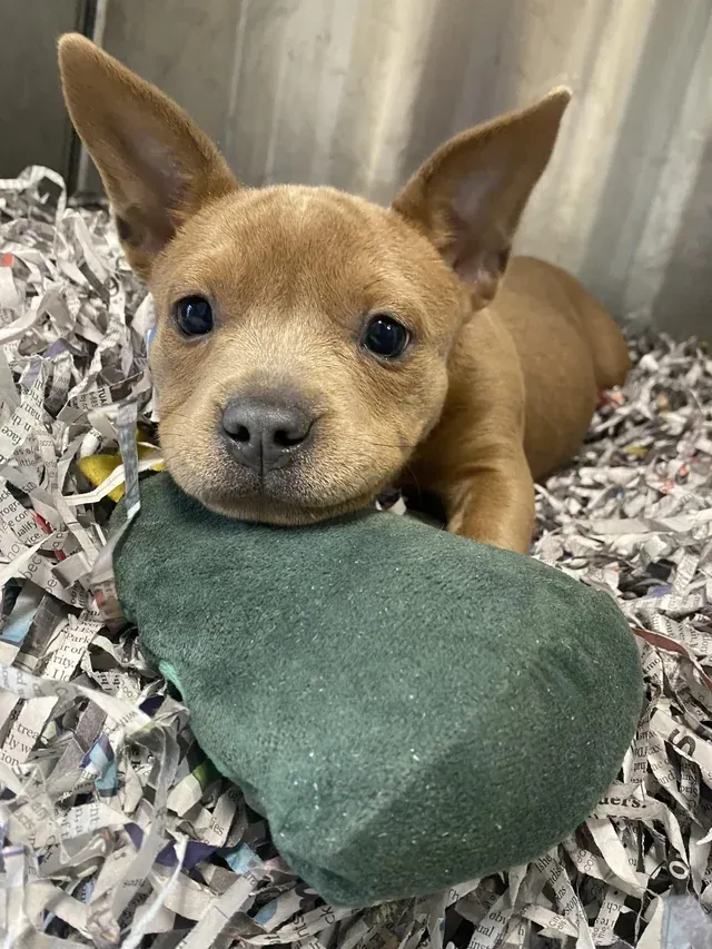 «Фото моего лучшего пациента. Его зовут Сладкий Пирожочек».