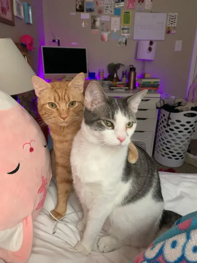 «Кошки моих подруг - лучшие друзья».