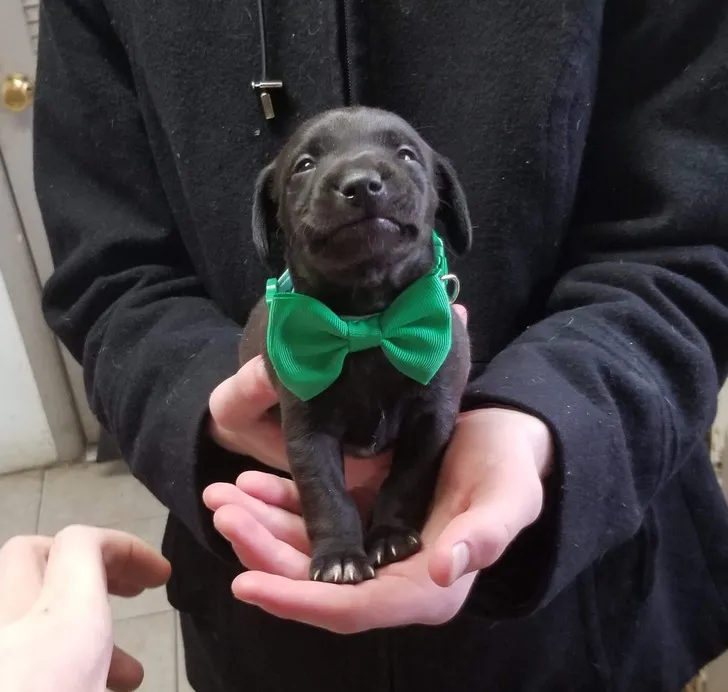 «Он выглядит таким гордым в своем маленьком галстуке-бабочке. Привет, мир, меня зовут Спайк».