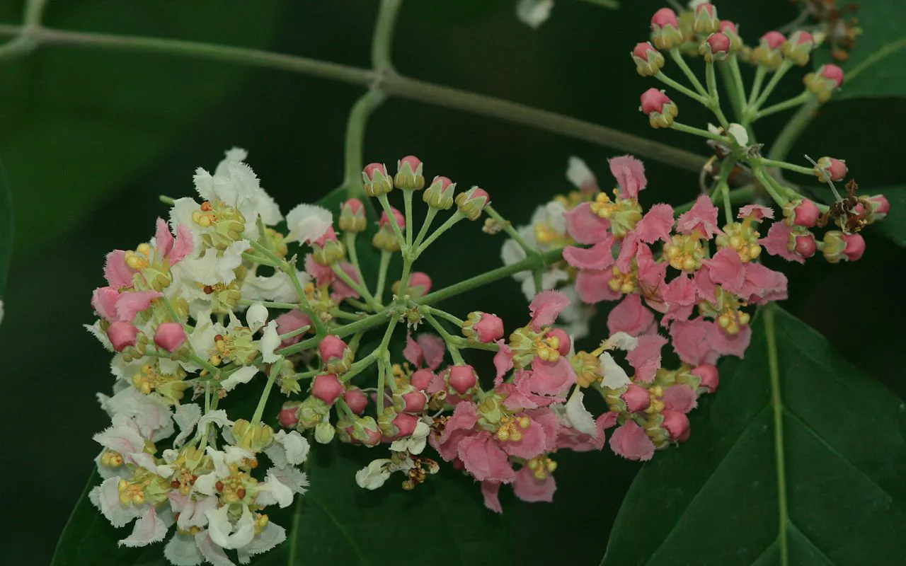 Банистериопсис каапи.