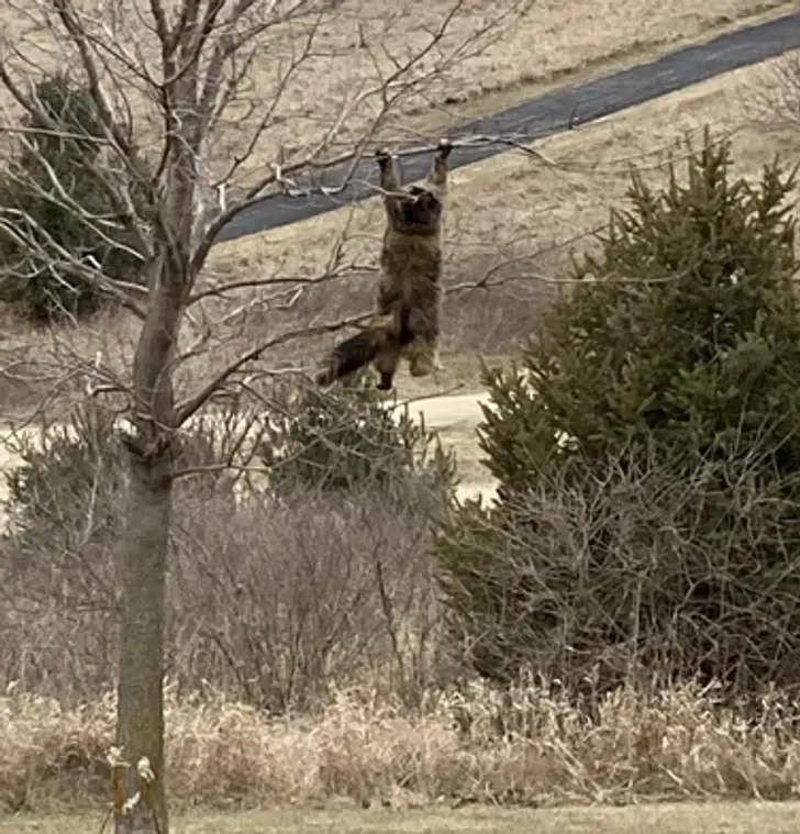 «Сегодня мы не смогли найти вашего кота, поэтому выглянули в окно и...»