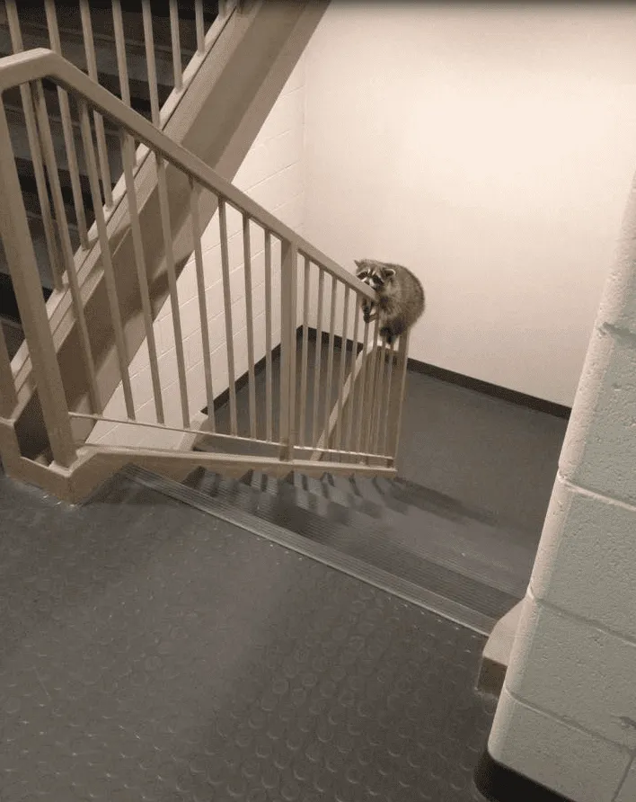 «Да, я поднимаюсь по лестнице только так».