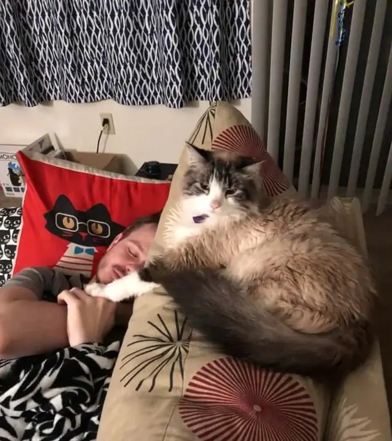 «Моя кошка «застолбила» моего парня».