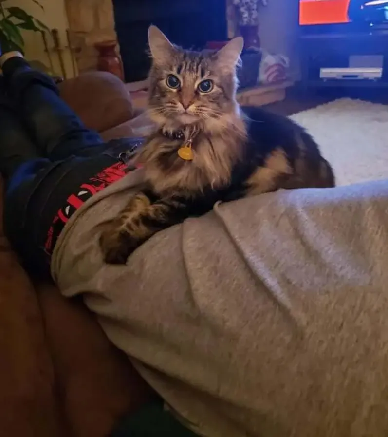 «Никогда не думала, что мне придется делить парня с кошкой. Но она влюбилась в него с первого взгляда».