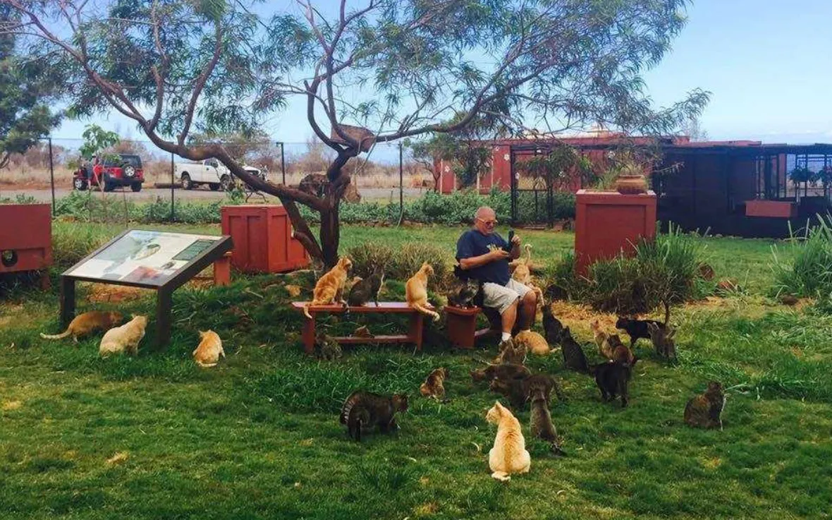 Пушистые жители приюта могут свободно гулять по территории.