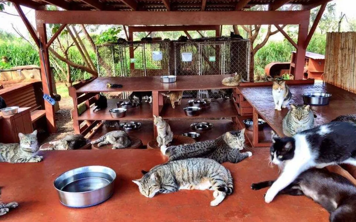 Сотрудники Lanai Cat Sanctuary стремятся обеспечить пушистикам максимально комфортные условия.
