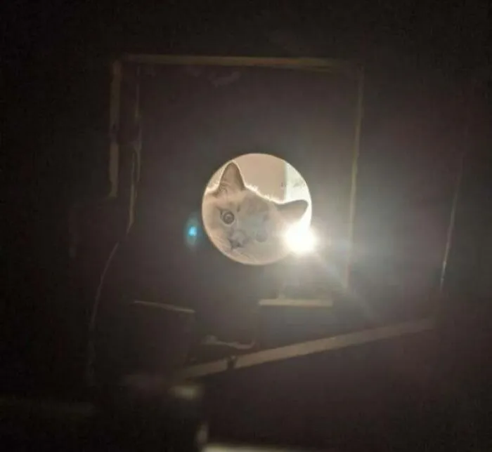«Я сантехник и работаю в пустоте под потолком под протекающим душем, и меня встретил любопытный котенок».