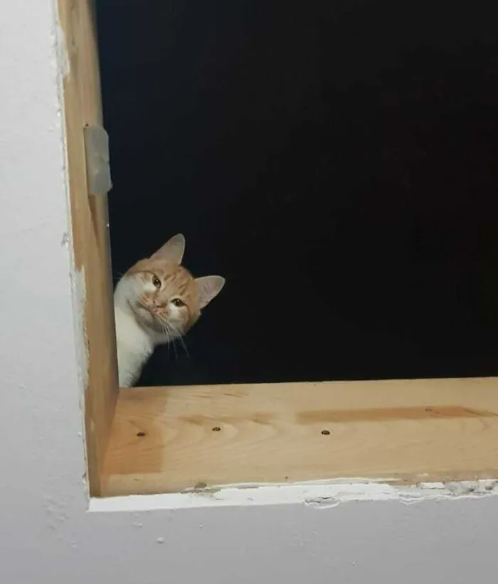 «Кот моей подруги не хочет возвращаться с чердака.