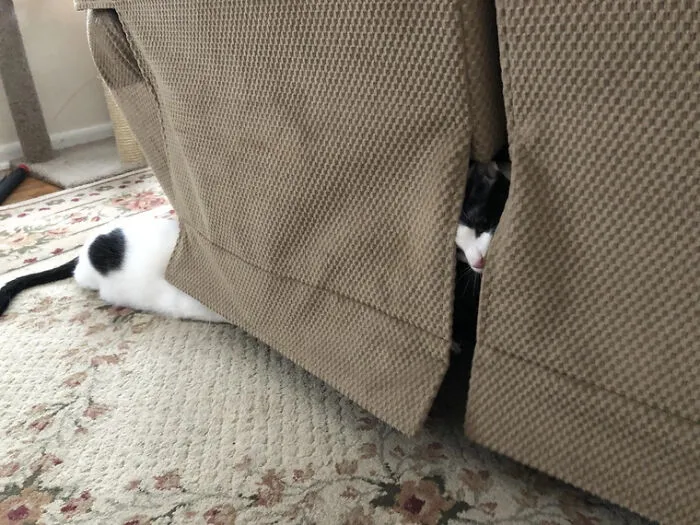 «Что-то не так с моей кошкой».