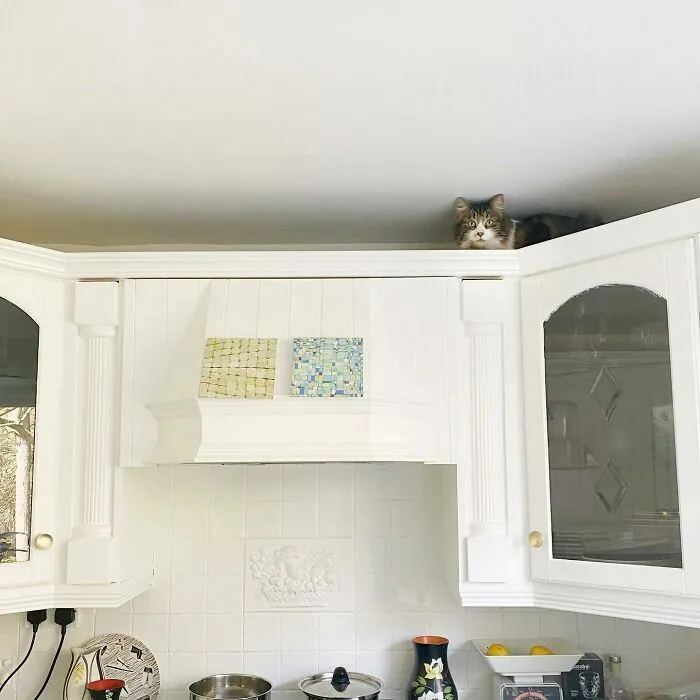 «Кошкам все равно на гравитацию».