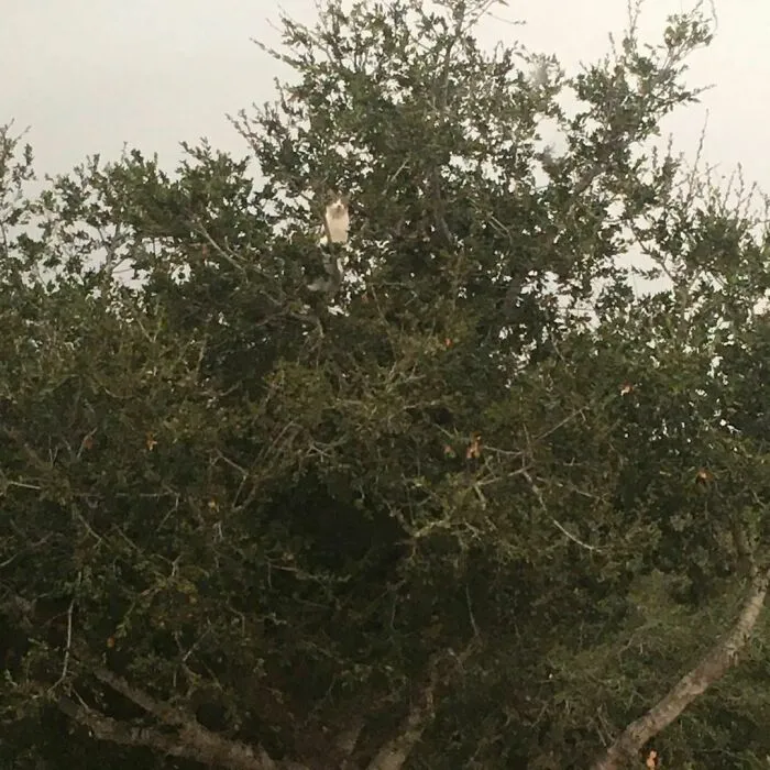 «Никакой ветер не помешает Банджо любоваться пейзажем с высоты птичьего полёта».