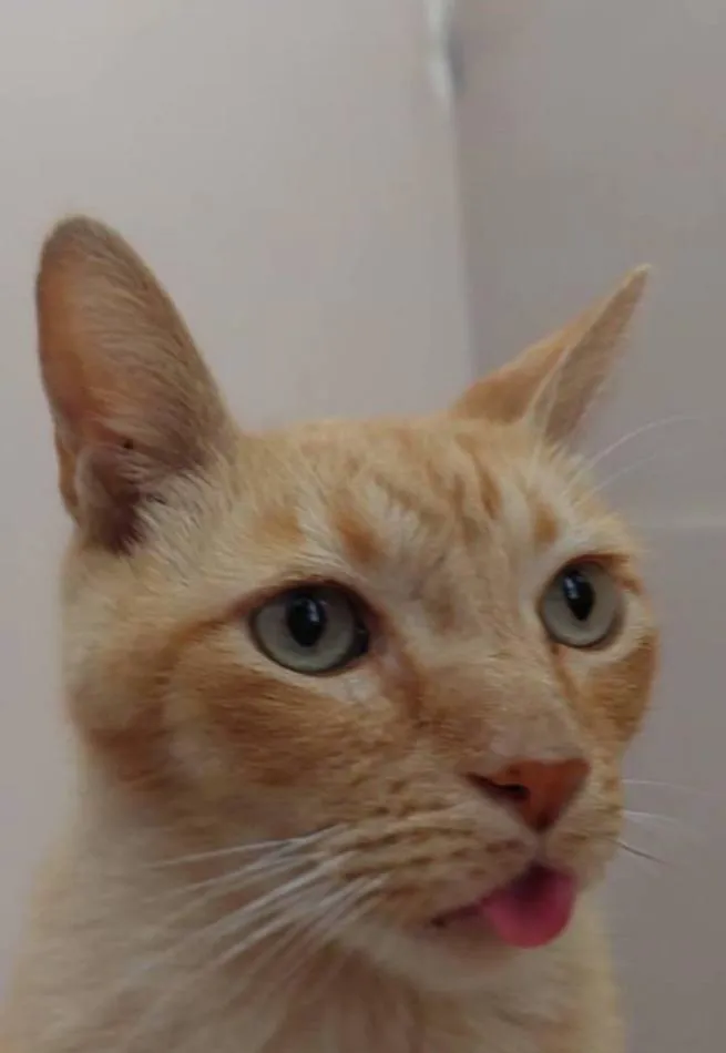 «Мой кот готов есть мороженное».