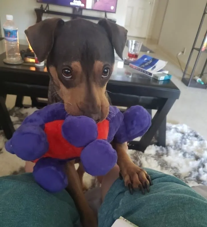 «Мы взяли его из приюта месяц назад. Недавно он начал, немного смущаясь, приносить нам свои игрушки».