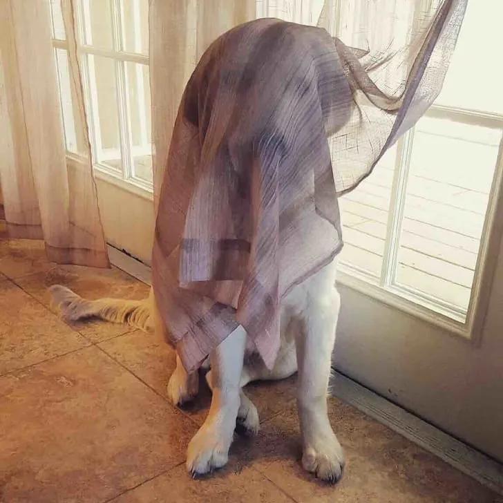 «Здесь не на что смотреть. Проходите».