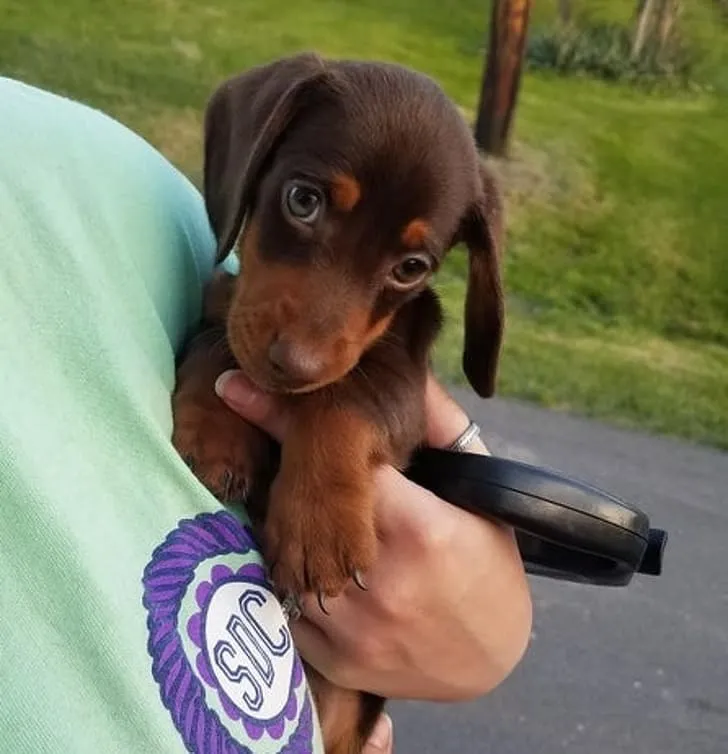 «Познакомьтесь с Гилбертом. Он немного застенчивый».