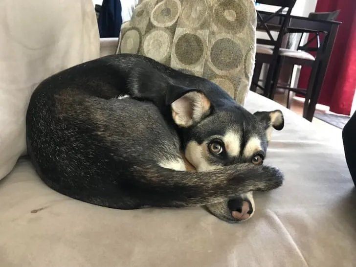 «Собака моего друга любит прятаться под собственным хвостом».