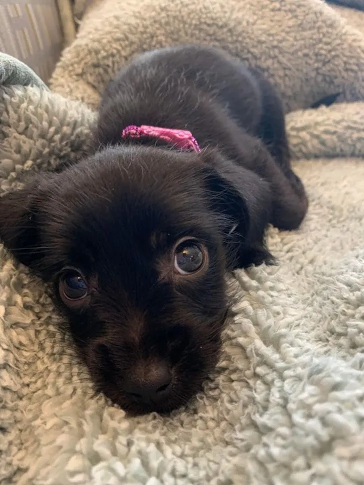 «Я нашла своего щенка Олли на улице, когда он прятался в кустах».