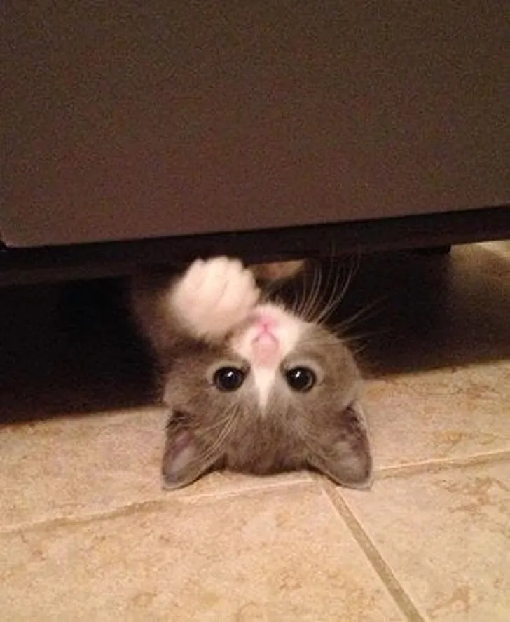 Хитрая мордаха показалась из укрытия.