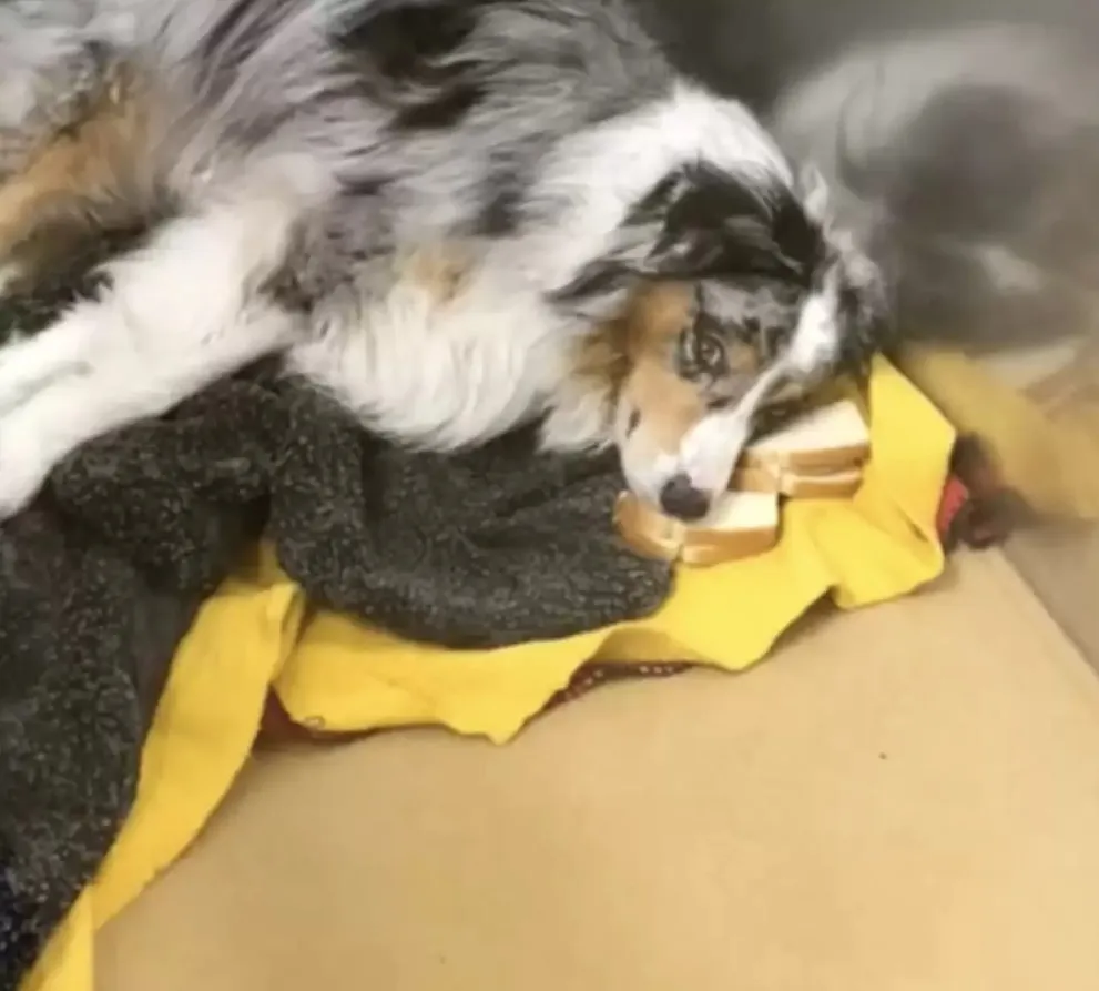 Хитрый собакен стал использовать бутерброды с таблетками как подушку.