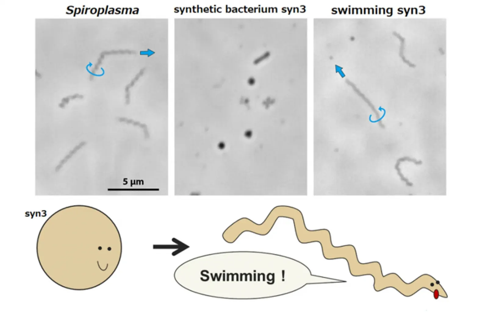 Искусственная эволюция синтетической бактерии syn3.